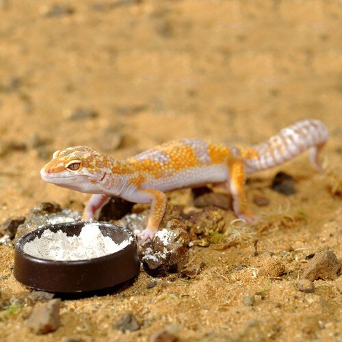 Gecko with HabiStat Calci Dish
